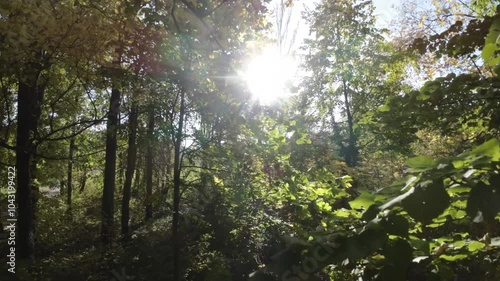 A first-person view FPV flight through the trees. The video is taken from the perspective of a drone flying through a forest. The drone flies through the trees, and the viewer can see the trees from