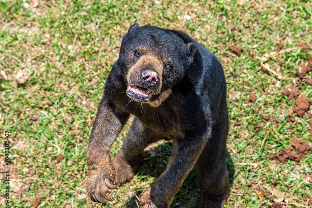 Fototapeta premium Cute Black Honey Sun Bear Standing on a Grassy Habitat