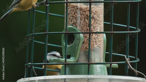 Blue Tit birds feeding on a bird feeder
