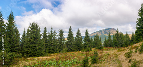 panorama of coniferous forest on the steep slope. picturesque woodland. cloudy weather. carpathian mountain landscape of ukraine in autumn. scenery of synevyr national park photo