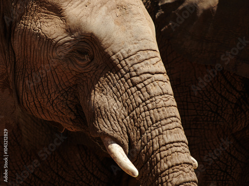 Photography Closeup, elephant and animals with texture for wildlife, conservation or sustainability outdoors
