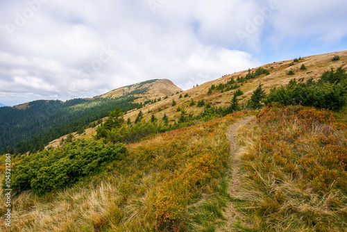 trail path to mountain peak. fall season. way uphill the steep slope. cloudy weather. coniferous forest on the hillside. strymba summit of synevyr national park in the distance photo