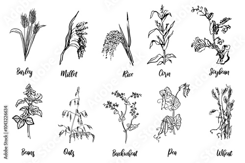 A drawing of various plants agriculture. Barley, millet, rice, corn, soybean, beans, oats, buckwheat, pea, wheat