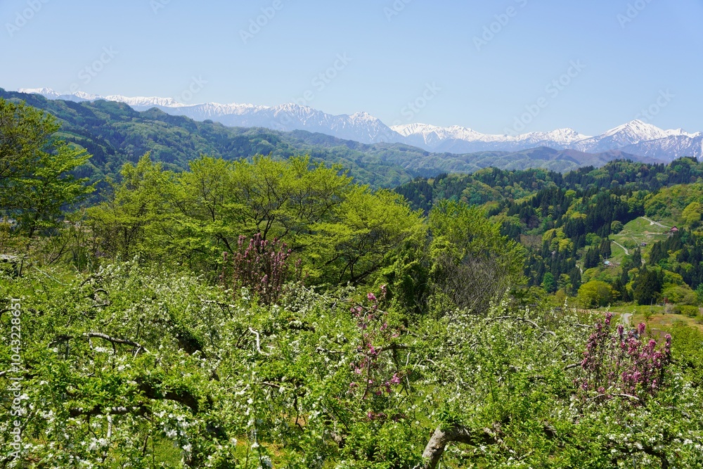 信州 小川村の風景 残雪の北アルプスと白いリンゴの花 新緑の里山 信州 小川村の風景 残雪の北アルプスと白いリンゴの花 新緑の里山