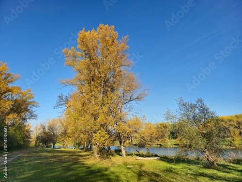 autumn trees in the park