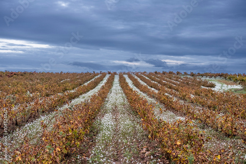 A wide expanse of vineyard stretches under a dramatic cloudy sky, highlighting the alignment of vines and the contrast with the foreboding atmosphere  in La Rioja Spain
