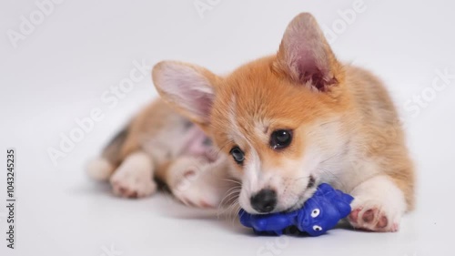 welsh corgi pembroke holding and chews ring close-up. dog biting toy. Happy domestic animal concept. corgi puppy playing alone on white background with copy space. pet shop. 4k footage