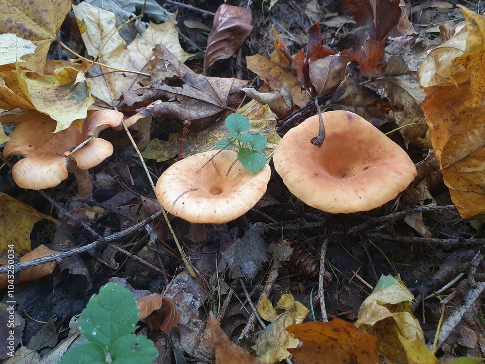 Edible mushroom Funnel-shaped Govorushka in the autumn forest around yellow leave Edible mushroom Funnel-shaped Govorushka in the autumn forest around yellow leave