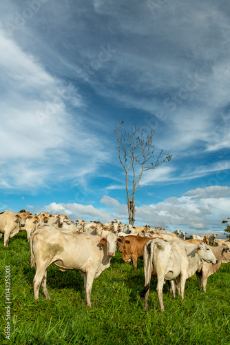 Charbray cattle farm in Chiriqui, The Australian Charbray is an Australian breed of cattle derived from a cross between French Charolais cattle and American Brahman cattle. Panama - stock photo photo