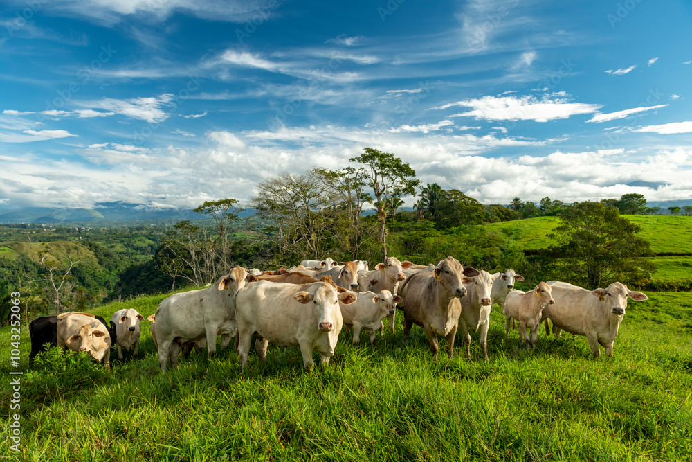 Charbray cattle farm in Chiriqui, The Australian Charbray is an Australian breed of cattle derived from a cross between French Charolais cattle and American Brahman cattle. Panama - stock photo Charbray cattle farm in Chiriqui, The Australian Charbray is an Australian breed of cattle derived from a cross between French Charolais cattle and American Brahman cattle. Panama - stock photo