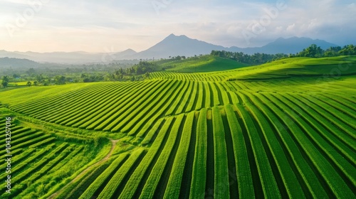 Lush green rice terraces stretch across rolling hills with a distant mountain under a bright sky, showcasing beautiful agricultural landscapes.