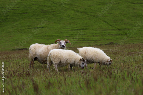 Icelandic sheeps photo