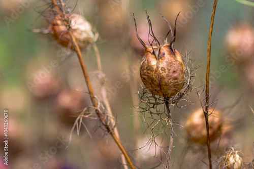 Dried Seed Pod of Love-in-a-Mist