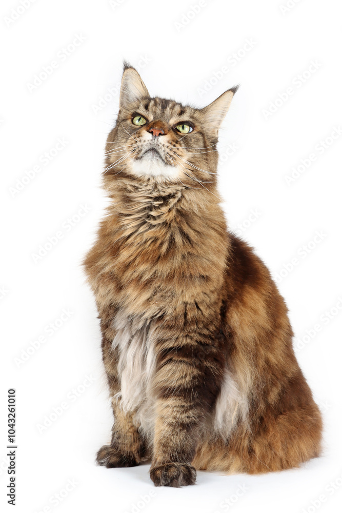 sitting Maine coon cat looking up sitting Maine coon cat looking up