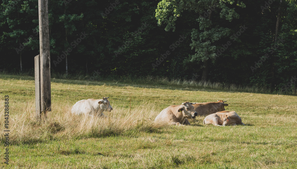 Obraz premium cows in a meadow