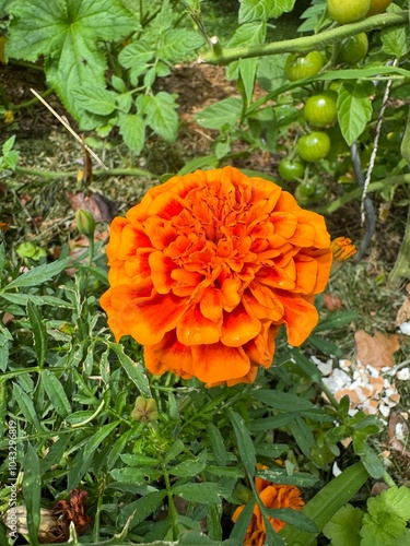 orange flower in the garden