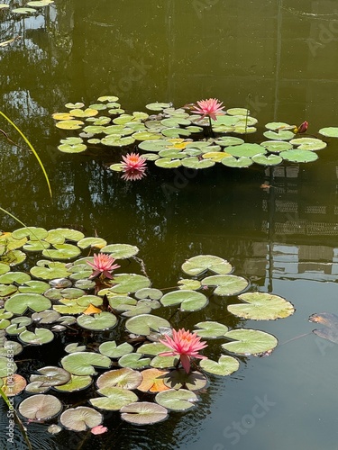 pink water lilies