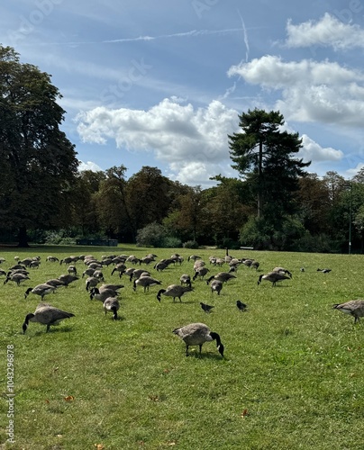 flock of geese in the field