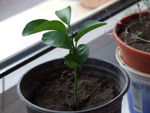 seedlings in a pot