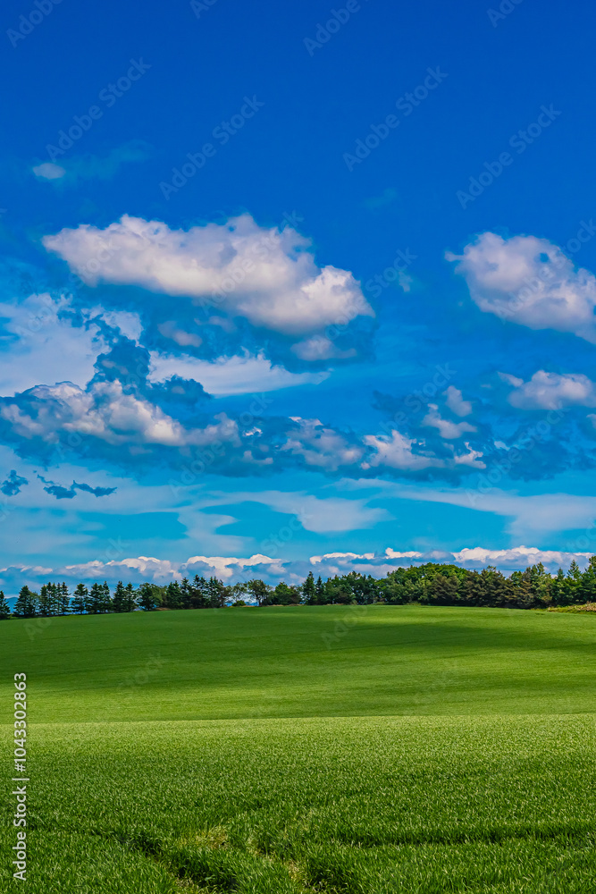 Obraz premium 北海道 安平町の菜の花畑
