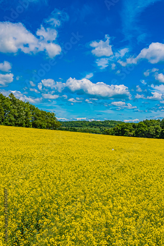 北海道 安平町の菜の花畑 