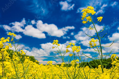 北海道 安平町の菜の花畑 