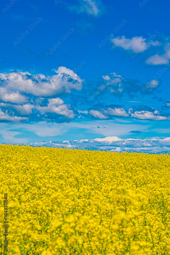 Obraz premium 北海道 安平町の菜の花畑 