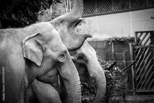 Two white elephants stand next to each other in a black and white photo photo