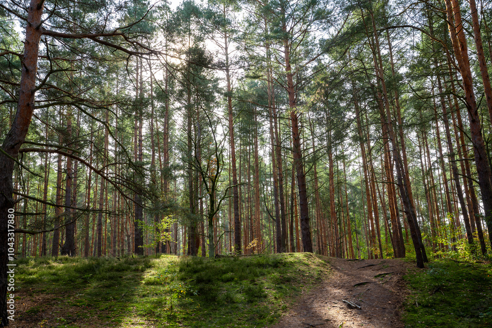 Obraz premium Wald Forest