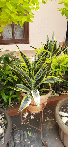 Lidah Mertua or Sansevieria trifasciata or Snake plants growing on the pots in the garden