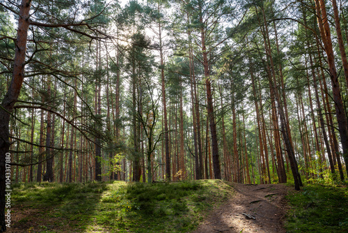 Wald Forest