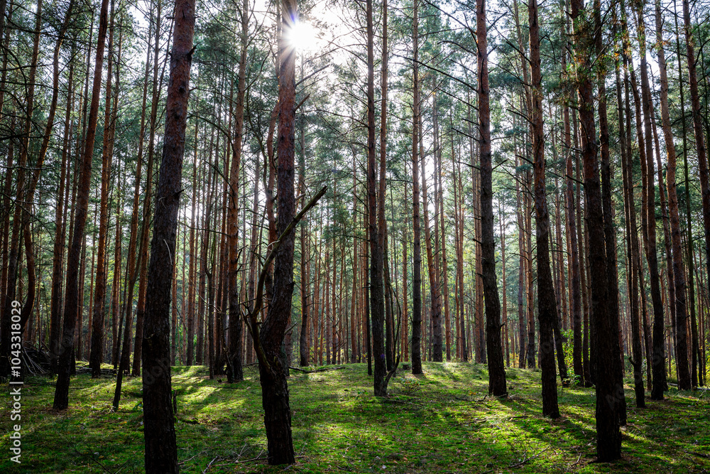 Fototapeta premium Wald Forest