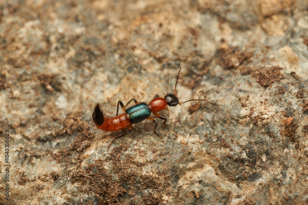 Fototapeta premium Details of a Fire Bug on a rock - Paederus