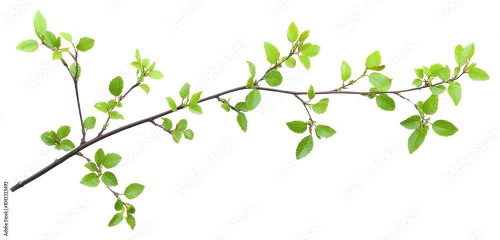 Green branches blossom produce herbal. Green branches blossom produce herbal.