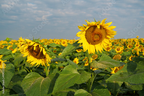 Beautiful sunflower in field of sunflowers. Bees sits on sunflower