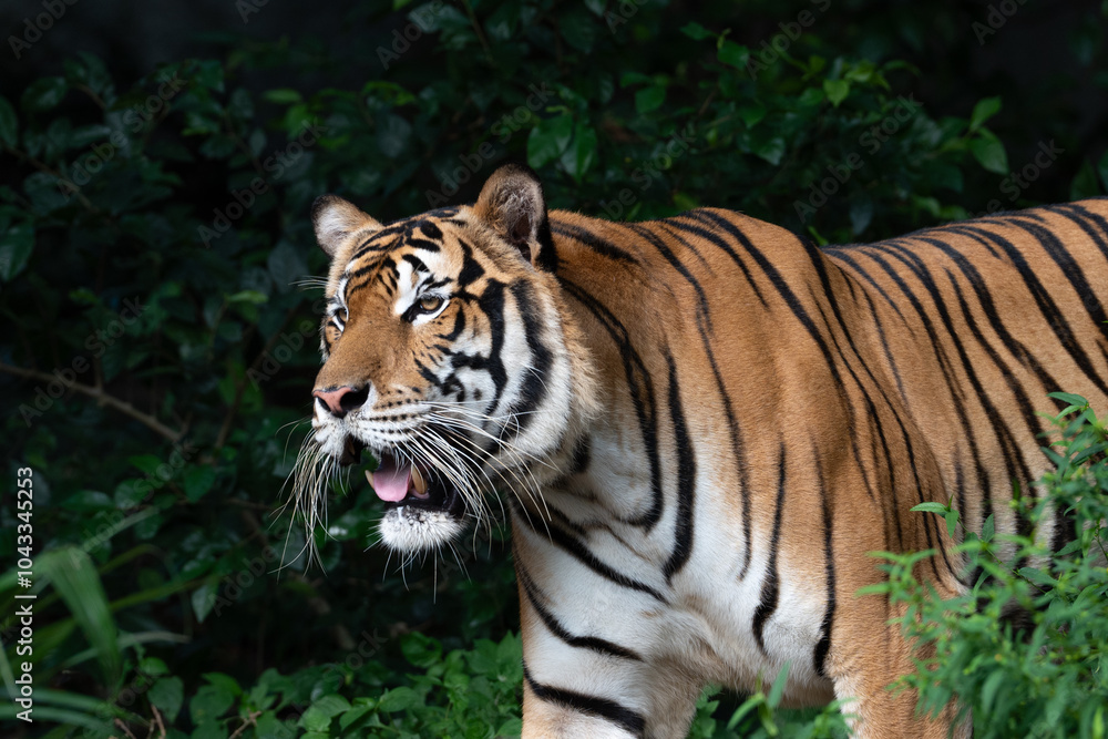 Fototapeta premium A majestic tiger prowls through dense greenery, showing its sharp features and striking orange and black striped fur.