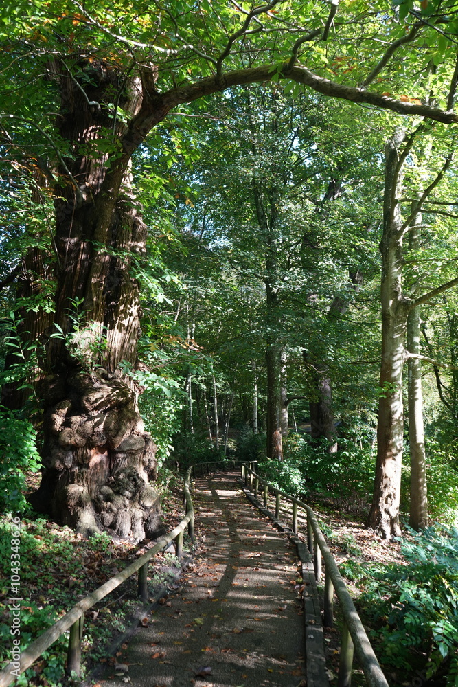 Obraz premium A peaceful shady English forest trail with dappled sunlight coming through the branches. 
