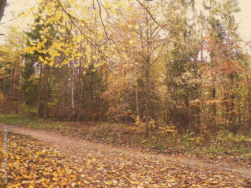 Autumn in forest. Beauty of nature Autumn in forest. Beauty of nature