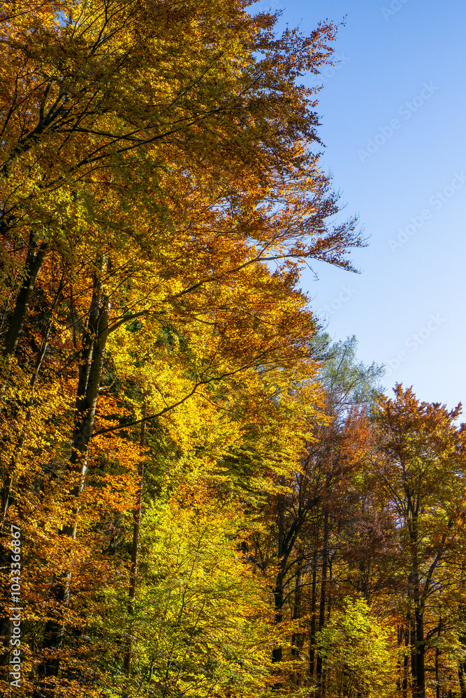 Colored leaves of beech trees in the Vienna Woods in St. Corona in autumn Colored leaves of beech trees in the Vienna Woods in St. Corona in autumn