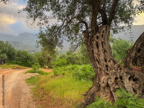 Scenic hiking trail at sunrise through grove of old olive trees in Himare, Vlore, Albania. Plantation surrounded by green grass. Gnarled trunks and twisted branches creating sense of age and wisdom