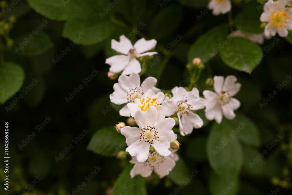 (Rosa Multiflora) Close up of a bouquet of graceful small white sweet-smelling flowers of multiflora rose or eijitsu rose bushy shrub (Rosa Multiflora) Close up of a bouquet of graceful small white sweet-smelling flowers of multiflora rose or eijitsu rose bushy shrub