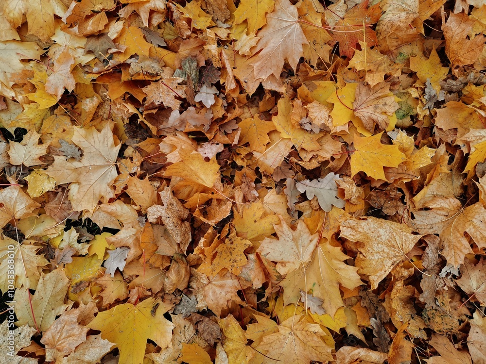 autumn leaves background autumn leaves background