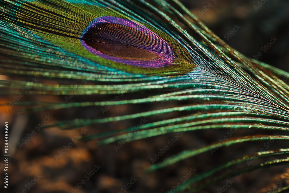 Fototapeta premium Peacock feather closeup. Selective focus.