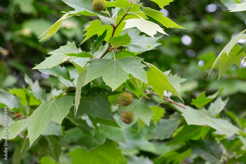Фотография Leaves and fruits of Platanus occidentalis, also known as American sycamore