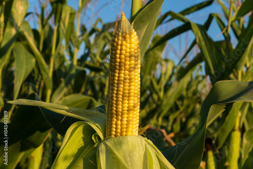 Golden kernels shine on a fully developed cob of corn, surrounded by lush green stalks under a clear blue sky in a vibrant summer setting photo