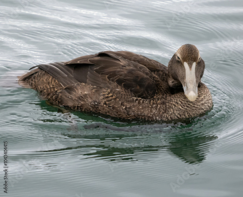 Female Eider duck on the shores of the Percé, Gaspésie peninsula, Quebec, Canada photo