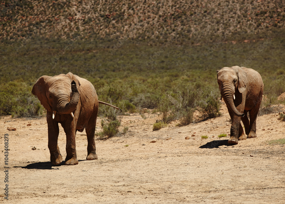 Fototapeta premium Wildlife, elephant or walking in desert in safari for conservation, endangered species or biodiversity. Grassland, herbivore animal or natural habitat in game reserve with sustainability or ecosystem