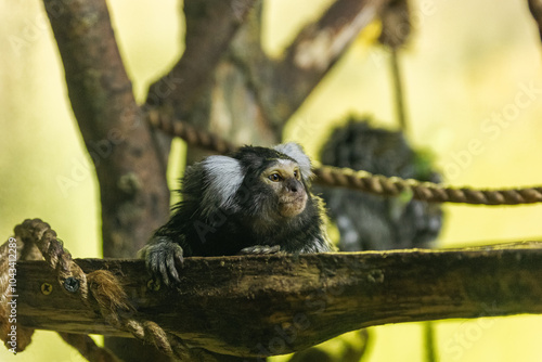 A common marmoset with distinctive white tufted ears rests on a tree branch, gazing ahead. The background is softly blurred, highlighting the marmosets detailed fur and calm expression. photo