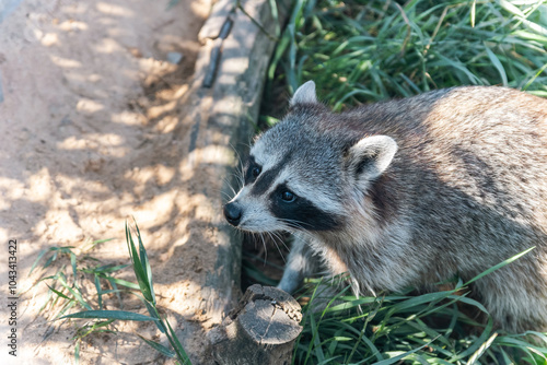 Raccoon playing in the grass. Urban raccoon. Cute racoon looking at camera. Urban wildlife, co-habitation with humans. Selective focus. photo