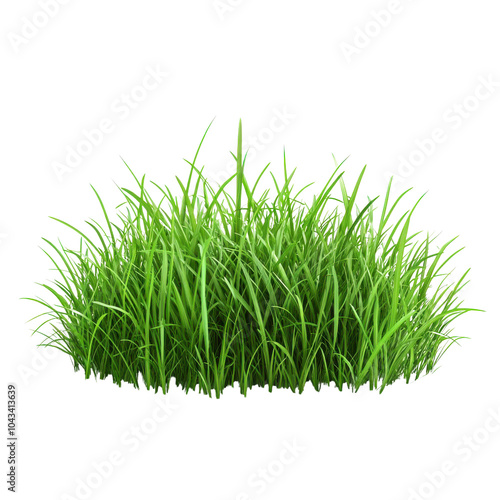 green grass isolated on white